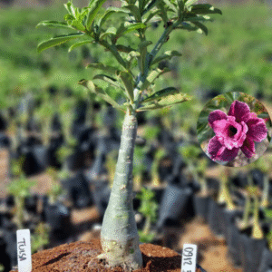 0912 34 Vaso 8 Litros Rosa do Deserto Tulsa (viveiro)