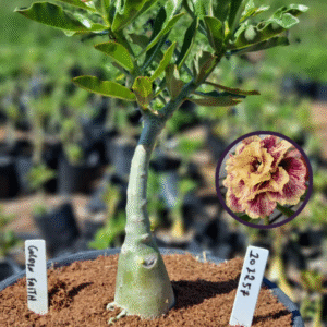 1012 57 Vaso 8 Litros Rosa do Deserto Golden Faith (viveiro)