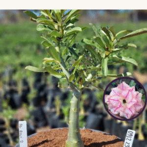 0912 23 Vaso 8 Litros Rosa do Deserto Rei Davi 2 (viveiro)