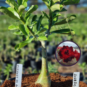 1012 103 Vaso 8 Litros Rosa do Deserto Morango do Amor (viveiro)