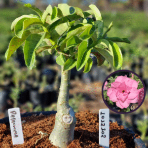 1012 102 Vaso 8 Litros Rosa do Deserto Pathumma (viveiro)