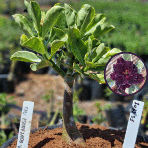 1012 31 Vaso 8 Litros Rosa do Deserto Ceu Estrelado Variagato (viveiro)