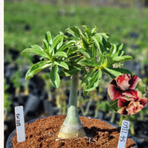 0912 45 Vaso 8 Litros Rosa do Deserto CN 119 (viveiro)