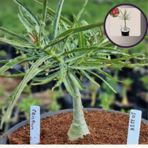 1012 18 Vaso 8 Litros Rosa do Deserto Crispum (viveiro)