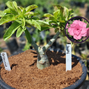 1012 46 Vaso 8 Litros Rosa do Deserto Pathumma (viveiro)