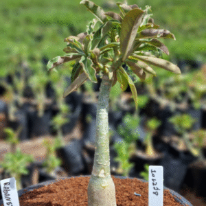 1012 28 Vaso 8 Litros Rosa do Deserto Rabanete (viveiro)