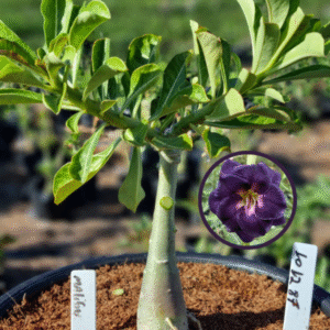 1012 87 Vaso 8 Litros Rosa do Deserto Malibu (viveiro)