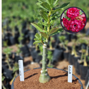 0912 04 Vaso 8 Litros Rosa do Deserto Mah Nee Nate (viveiro)