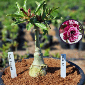 1012 66 Vaso 8 Litros Rosa do Deserto Cone Flower (viveiro)