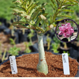 1012 25 Vaso 8 Litros Rosa do Deserto Ultra Violet (viveiro)