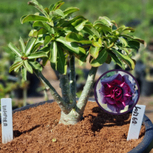 1012 62 Vaso 8 Litros Rosa do Deserto Vampira  (viveiro)