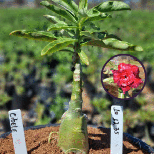 1012 35 Vaso 8 Litros Rosa do Deserto Cibele (viveiro)