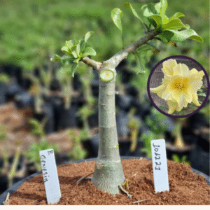 1012 21 Vaso 8 Litros Rosa do Deserto Genésia (viveiro)