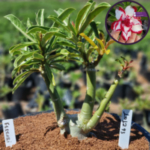 1012 43 Vaso 8 Litros Rosa do Deserto Ferrari (viveiro)