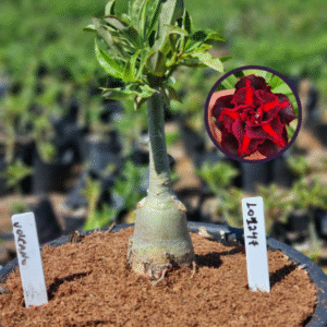 1012 47 Vaso 8 Litros Rosa do Deserto Volcano (viveiro)