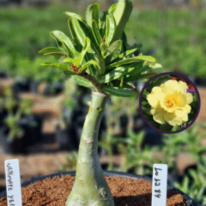 1012 84 Vaso 8 Litros Rosa do Deserto Ultimate Yellow (viveiro)