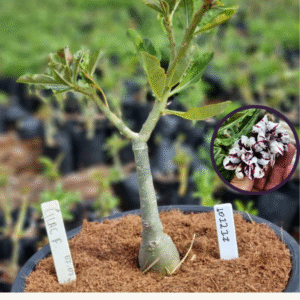 1012 11 Vaso 8 Litros Rosa do Deserto Lilac Frost (viveiro)