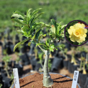 0912 18 Vaso 8 Litros Rosa do Deserto Ultimate Yellow (viveiro)