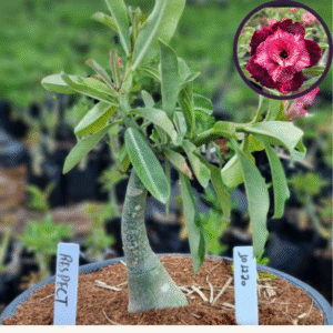 1012 20 Vaso 8 Litros Rosa do Deserto Respect (viveiro)