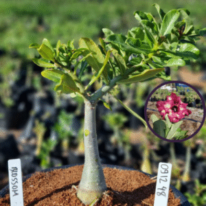 0912 48 Vaso 8 Litros Rosa do Deserto Blossom (viveiro)