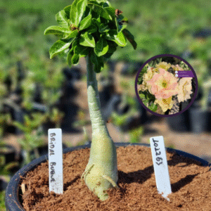 1012 63 Vaso 8 Litros Rosa do Deserto Bridal Buque (viveiro)