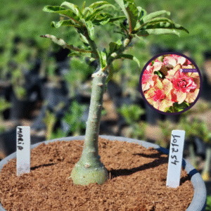 1012 54 Vaso 8 Litros Rosa do Deserto Maria (viveiro)