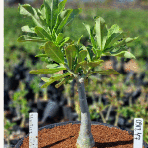 0912 47 Vaso 8 Litros Rosa do Deserto Sunrise (viveiro)