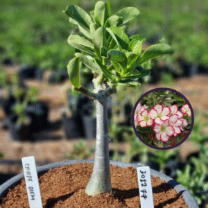 1012 77 Vaso 8 Litros Rosa do Deserto Carpe Diem (viveiro)