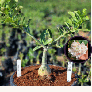 0912 53 Vaso 8 Litros Rosa do Deserto Perola (viveiro)