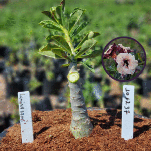 1012 37 Vaso 8 Litros Rosa do Deserto Luminatang (viveiro)