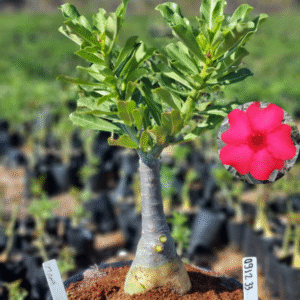 0912 33 Vaso 8 Litros Rosa do Deserto Mana Rosa (viveiro)