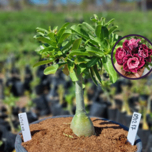 0912 17 Vaso 8 Litros Rosa do Deserto Saturno (viveiro)