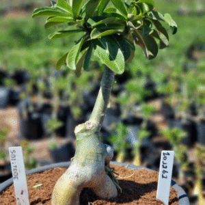 1012 61 Vaso 8 Litros Rosa do Deserto Solitude (viveiro)