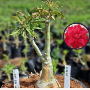 1012 06 Vaso 8 Litros Rosa do Deserto Under the Sky (viveiro)