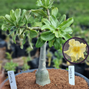 1012 26 Vaso 8 Litros Rosa do Deserto Genésia (viveiro)