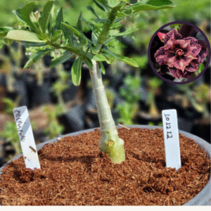 1012 12 Vaso 8 Litros Rosa do Deserto Crepusculo (viveiro)