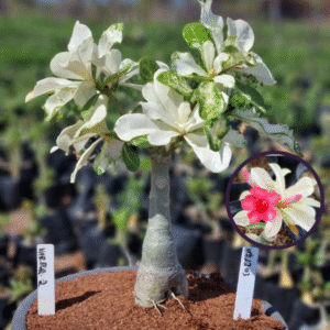 0912 03 Vaso 8 Litros Rosa do Deserto Variegata Porcelana 2 (viveiro)