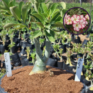 0912 02 Vaso 8 Litros Rosa do Deserto Carpe Diem (viveiro)