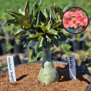 1012 48 Vaso 8 Litros Rosa do Deserto Sleeping Beauty (viveiro)