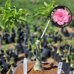 0912 13 Vaso 8 Litros Rosa do Deserto Pathumma (viveiro)