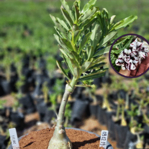 0912 19 Vaso 8 Litros Rosa do Deserto Lilac Frost (viveiro)