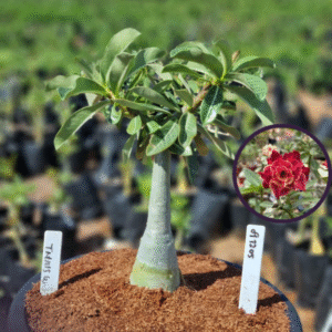 0912 05 Vaso 8 Litros Rosa do Deserto Thais W (viveiro)