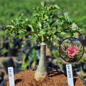 1012 45 Vaso 8 Litros Rosa do Deserto KR 54 (viveiro)