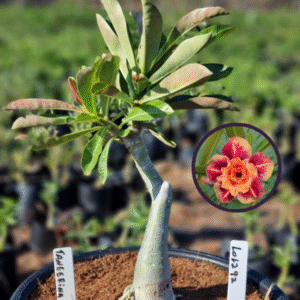 1012 92 Vaso 8 Litros Rosa do Deserto Tangerina (viveiro)