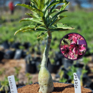 1012 60 Vaso 8 Litros Rosa do Deserto Barbie Girl (viveiro)