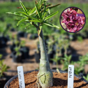 1012 76 Vaso 8 Litros Rosa do Deserto Purple Storm (viveiro)