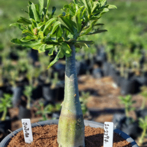 1012 97 Vaso 8 Litros Rosa do Deserto Jujuba (viveiro)