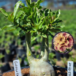 1012 52 Vaso 8 Litros Rosa do Deserto Golden Faith (viveiro)