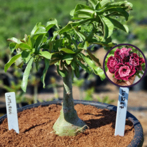 1012 67 Vaso 8 Litros Rosa do Deserto Saturno (viveiro)