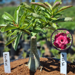 1012 32 Vaso 8 Litros Rosa do Deserto Respect (viveiro)